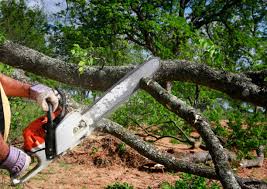 Best Tree and Shrub Care  in Mountain Home Af, ID