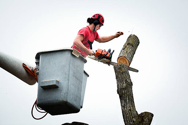 How Our Tree Care Process Works  in  Mountain Home Af, ID