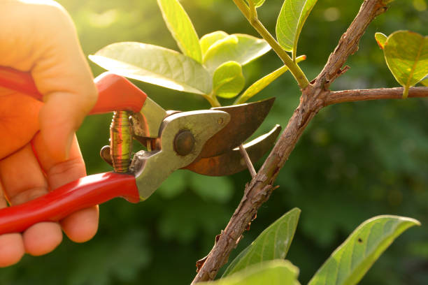 Best Hazardous Tree Removal  in Mountain Home Af, ID